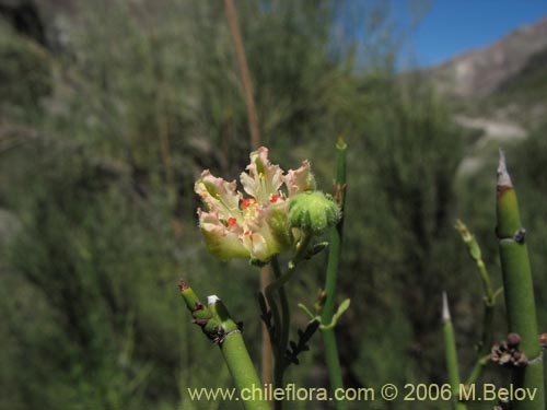 Bild von Loasa filicifolia (Ortiga macho). Klicken Sie, um den Ausschnitt zu vergrössern.