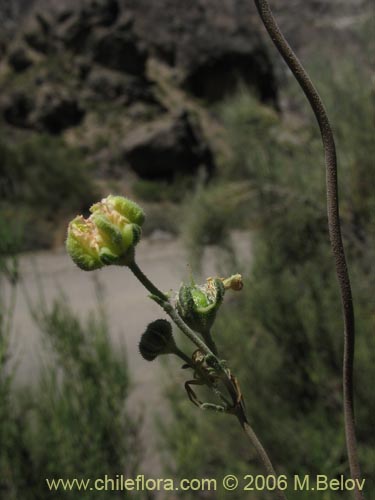 Фотография Loasa filicifolia (Ortiga macho). Щелкните, чтобы увеличить вырез.