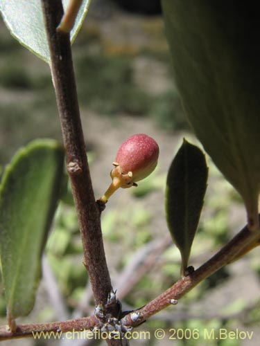 Maytenus boariaの写真