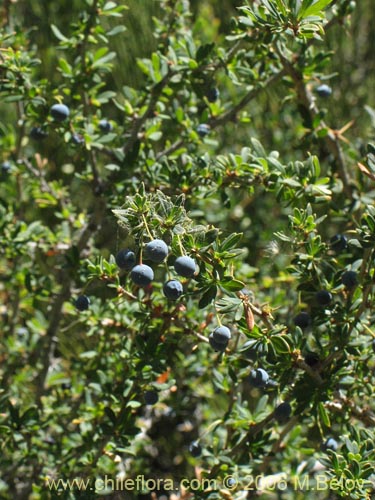 Bild von Berberis microphylla (Michay / Calafate). Klicken Sie, um den Ausschnitt zu vergrössern.