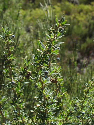 Bild von Berberis microphylla (Michay / Calafate). Klicken Sie, um den Ausschnitt zu vergrössern.