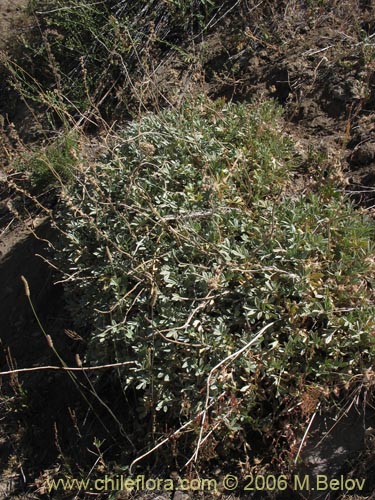 Image of Acaena splendens (Abrojo / Cadillo / Choncli / Amor seco / Cepacaballo). Click to enlarge parts of image.