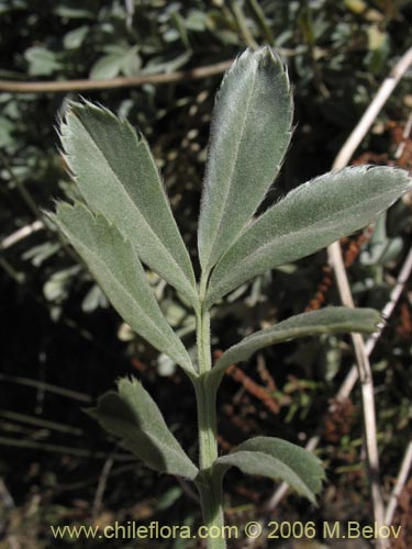 Acaena splendensの写真