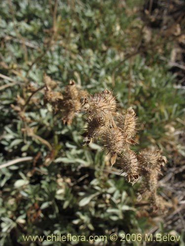 Acaena splendensの写真