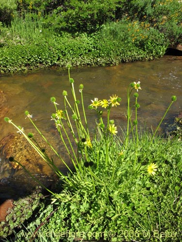 Ranunculus peduncularis var. erodiifolius의 사진