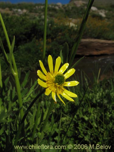 Image of Ranunculus peduncularis var. erodiifolius (Botón de oro / Centella). Click to enlarge parts of image.