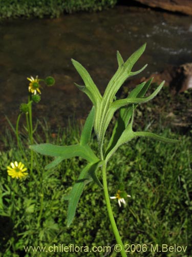 Image of Ranunculus peduncularis var. erodiifolius (Botón de oro / Centella). Click to enlarge parts of image.