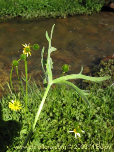 Ranunculus peduncularis var. erodiifoliusの写真