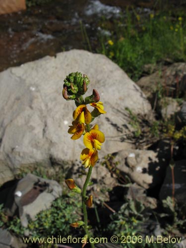 Imágen de Adesmia emarginata (Paramela). Haga un clic para aumentar parte de imágen.