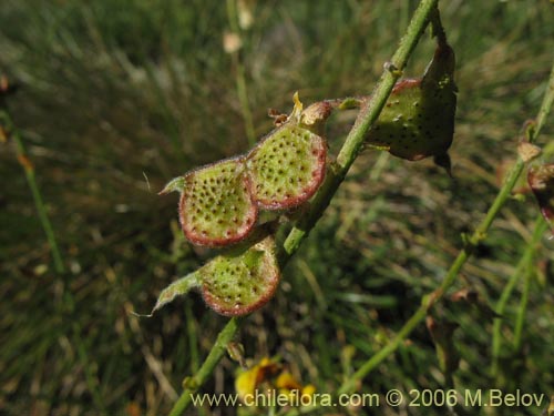 Imágen de Adesmia emarginata (Paramela). Haga un clic para aumentar parte de imágen.