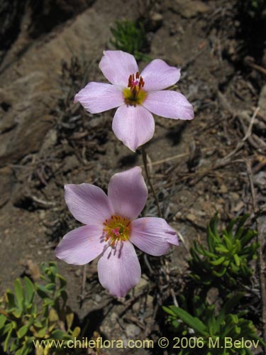 Фотография Portulacaceae sp. #1933 (). Щелкните, чтобы увеличить вырез.