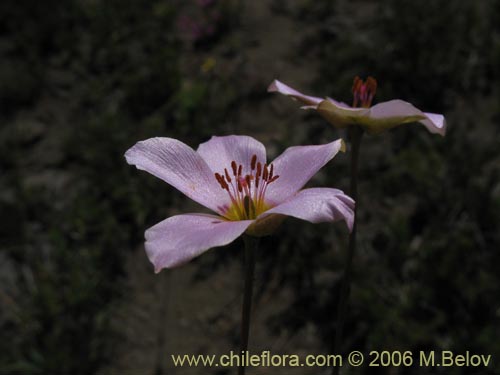 Portulacaceae sp. #1933的照片