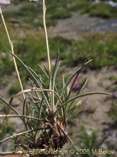 Imágen de Portulacaceae sp. #1933 (). Haga un clic para aumentar parte de imágen.