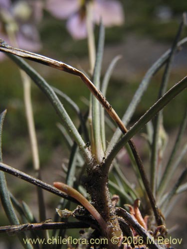 Imágen de Portulacaceae sp. #1933 (). Haga un clic para aumentar parte de imágen.