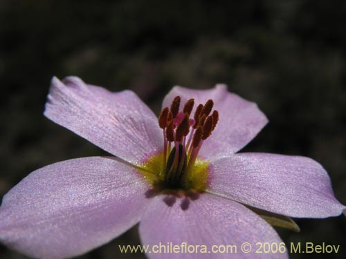 Portulacaceae sp. #1933의 사진