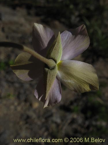 Portulacaceae sp. #1933的照片