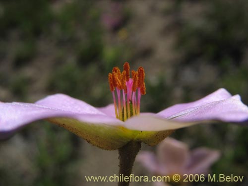 Portulacaceae sp. #1933的照片