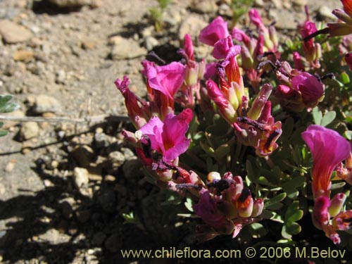 Imágen de Oxalis squamata (Ojos de agua). Haga un clic para aumentar parte de imágen.