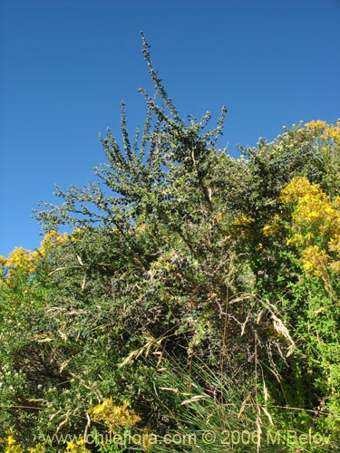 Image of Berberis montana (Michay / Calafate). Click to enlarge parts of image.