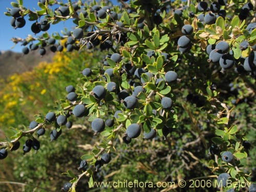 Image of Berberis montana (Michay / Calafate). Click to enlarge parts of image.