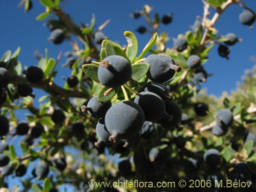 Bild von Berberis montana (Michay / Calafate). Klicken Sie, um den Ausschnitt zu vergrössern.