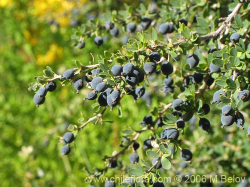 Фотография Berberis montana (Michay / Calafate). Щелкните, чтобы увеличить вырез.