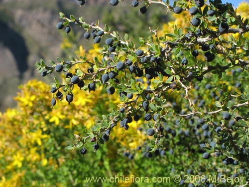 Фотография Berberis montana (Michay / Calafate). Щелкните, чтобы увеличить вырез.