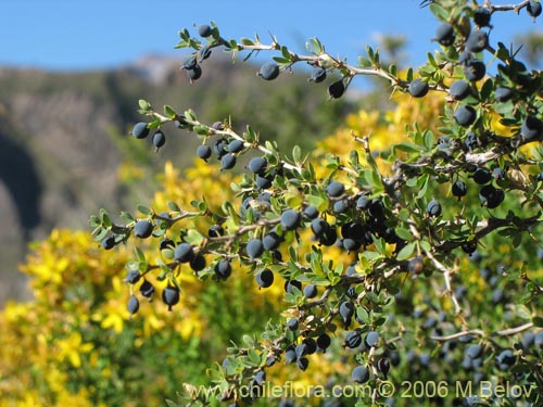 Фотография Berberis montana (Michay / Calafate). Щелкните, чтобы увеличить вырез.