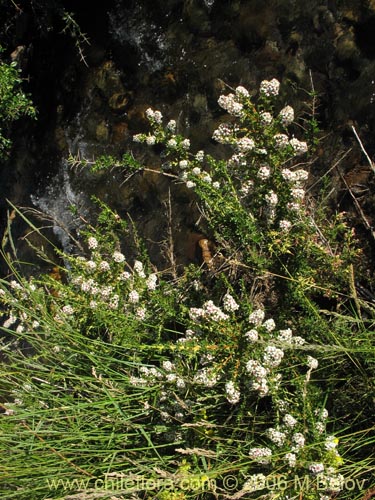 Фотография Escallonia virgata (Mata negra / Meki). Щелкните, чтобы увеличить вырез.