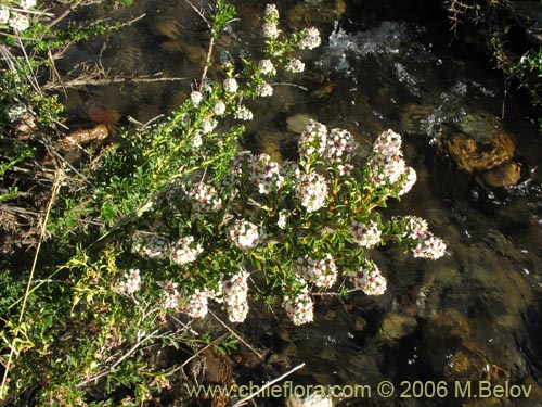 Image of Escallonia virgata (Mata negra / Meki). Click to enlarge parts of image.