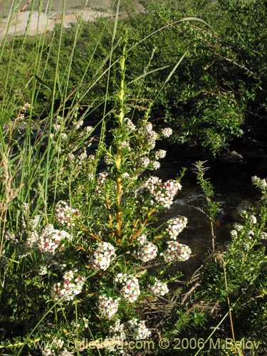 Image of Escallonia virgata (Mata negra / Meki). Click to enlarge parts of image.