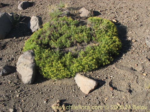 Bild von Mulinum spinosum (Hierba negra / Palo negro / Hierba de la culebra). Klicken Sie, um den Ausschnitt zu vergrössern.