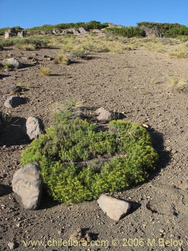 Image of Mulinum spinosum (Hierba negra / Palo negro / Hierba de la culebra). Click to enlarge parts of image.