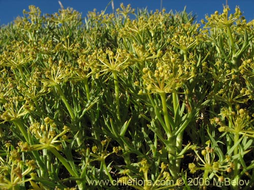 Image of Mulinum spinosum (Hierba negra / Palo negro / Hierba de la culebra). Click to enlarge parts of image.