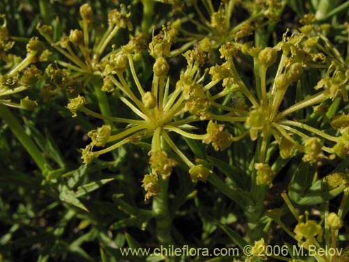 Imágen de Mulinum spinosum (Hierba negra / Palo negro / Hierba de la culebra). Haga un clic para aumentar parte de imágen.