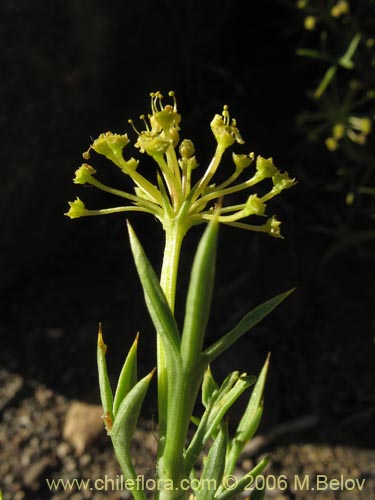 Image of Mulinum spinosum (Hierba negra / Palo negro / Hierba de la culebra). Click to enlarge parts of image.