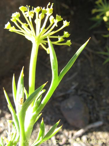 Image of Mulinum spinosum (Hierba negra / Palo negro / Hierba de la culebra). Click to enlarge parts of image.