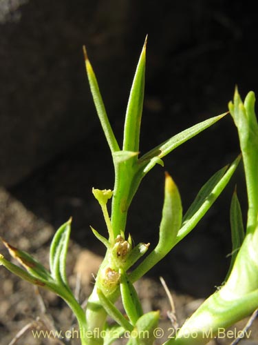 Фотография Mulinum spinosum (Hierba negra / Palo negro / Hierba de la culebra). Щелкните, чтобы увеличить вырез.