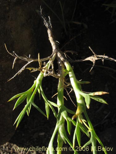 Image of Mulinum spinosum (Hierba negra / Palo negro / Hierba de la culebra). Click to enlarge parts of image.