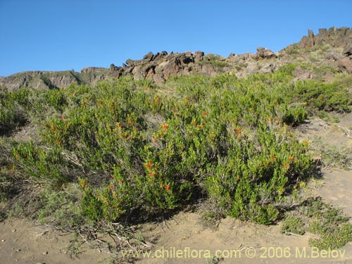 Фотография Azara alpina (Lilén de la cordillera). Щелкните, чтобы увеличить вырез.