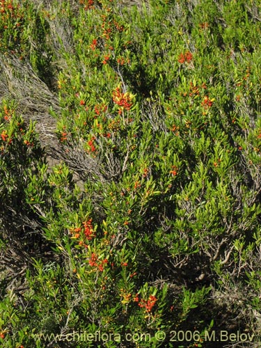 Фотография Azara alpina (Lilén de la cordillera). Щелкните, чтобы увеличить вырез.