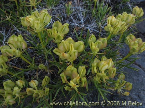 Imágen de Mulinum spinosum (Hierba negra / Palo negro / Hierba de la culebra). Haga un clic para aumentar parte de imágen.