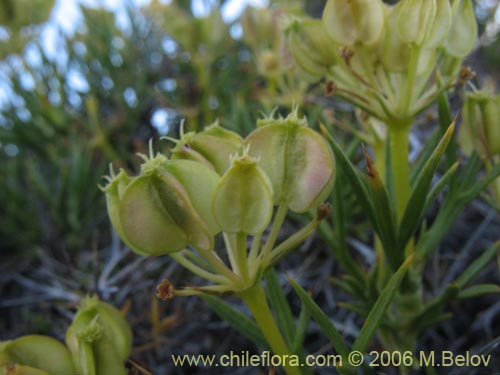 Imágen de Mulinum spinosum (Hierba negra / Palo negro / Hierba de la culebra). Haga un clic para aumentar parte de imágen.