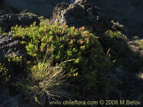 Image of Fabiana imbricata (Pichi / Peta / Romero). Click to enlarge parts of image.