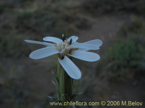 Фотография Perezia recurvata (Perezia). Щелкните, чтобы увеличить вырез.