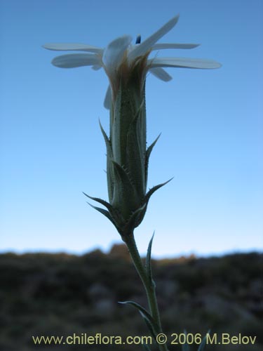 Фотография Perezia recurvata (Perezia). Щелкните, чтобы увеличить вырез.