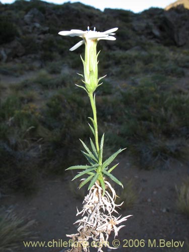 Image of Perezia recurvata (Perezia). Click to enlarge parts of image.