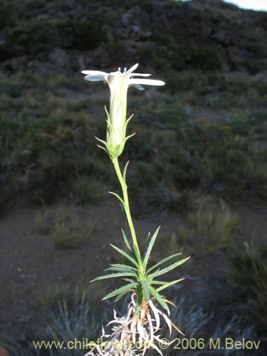 Image of Perezia recurvata (Perezia). Click to enlarge parts of image.