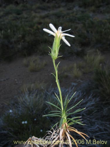 Image of Perezia recurvata (Perezia). Click to enlarge parts of image.