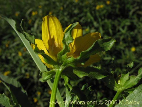 Imágen de Asteraceae sp. #1882 (). Haga un clic para aumentar parte de imágen.
